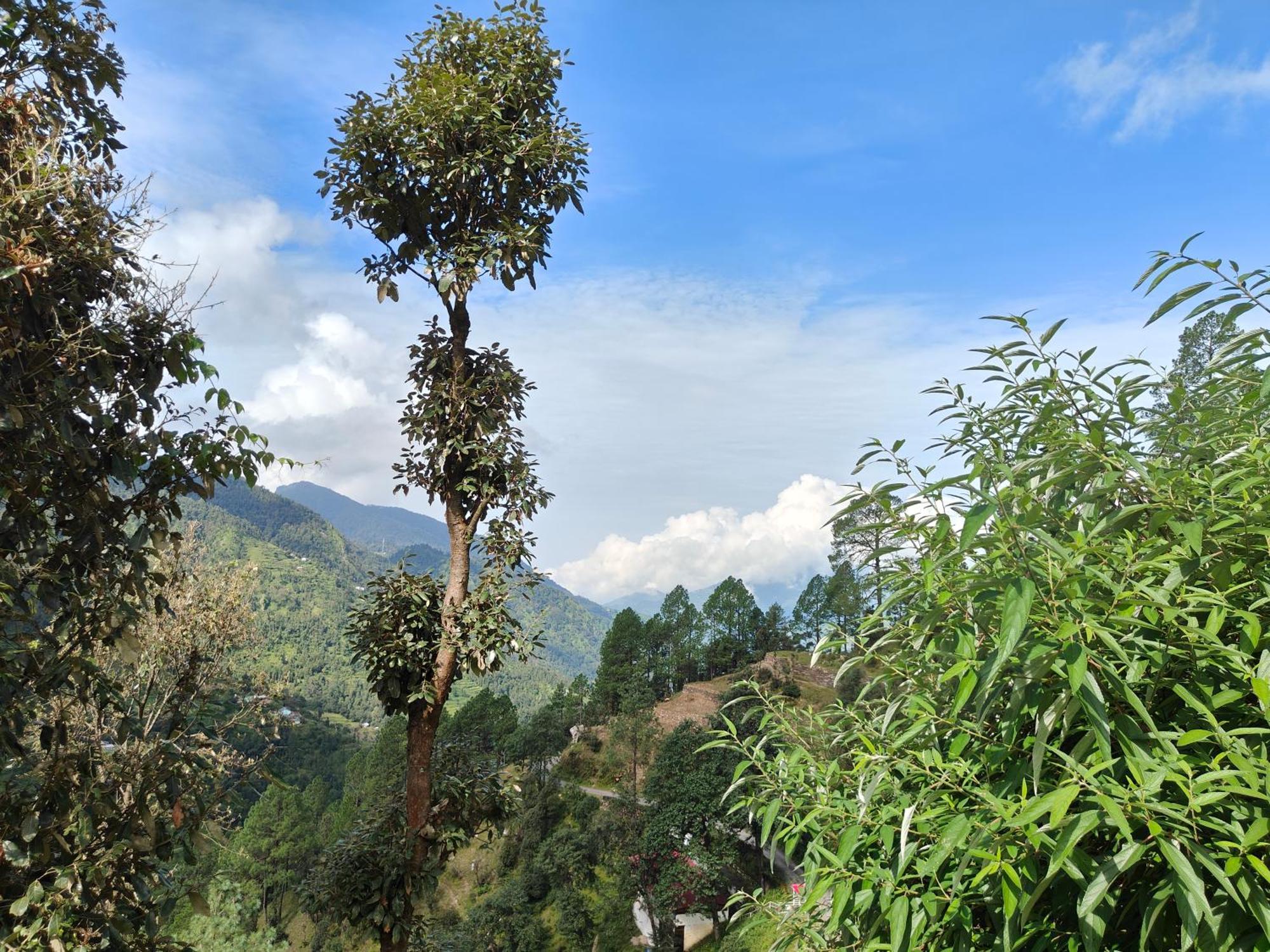 Himwanderer Camps & Pangot * Nainital