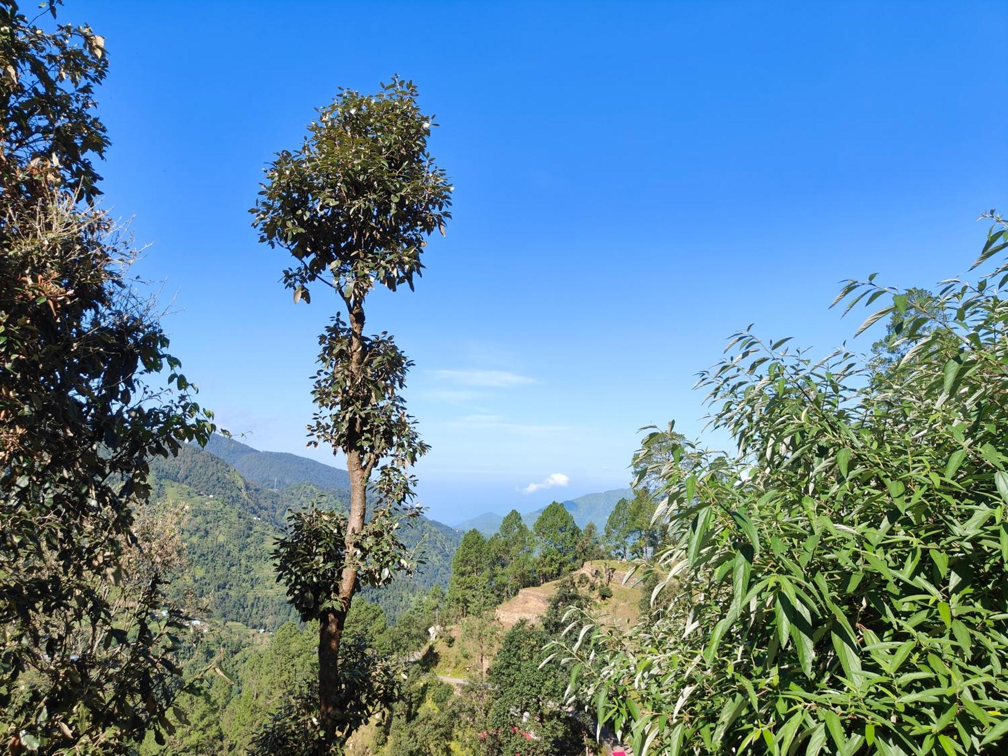 Himwanderer Camps & Pangot