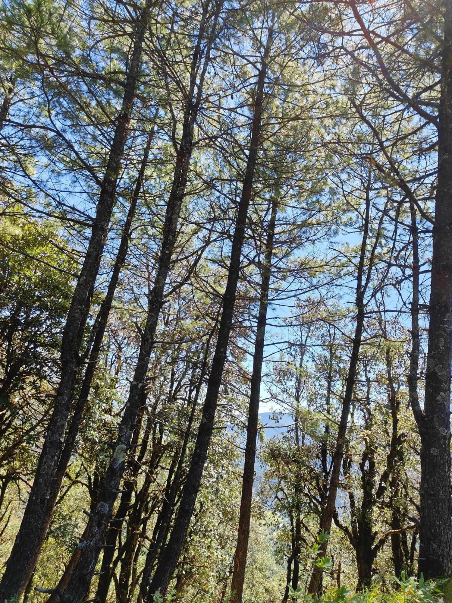 Himwanderer Camps & Pangot Lodge