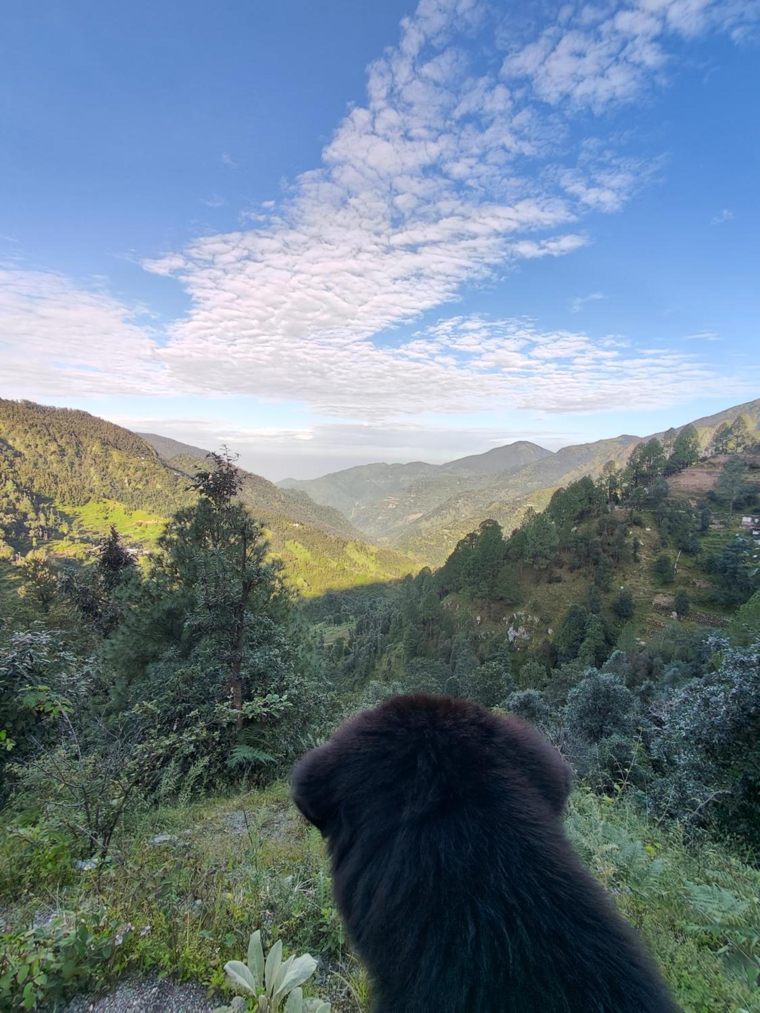 Himwanderer Camps & Pangot Nainital
