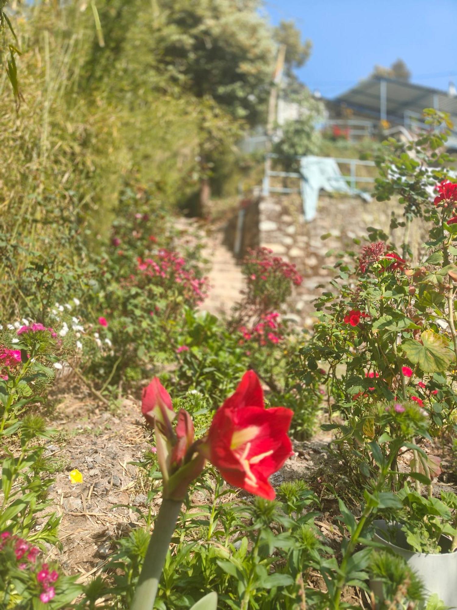 Himwanderer Camps & Pangot * Nainital